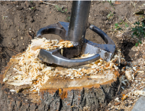 best tree stump removal Adelaide