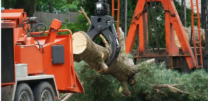 black stump tree services