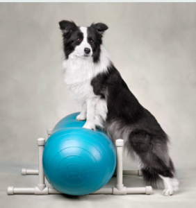 dog PT